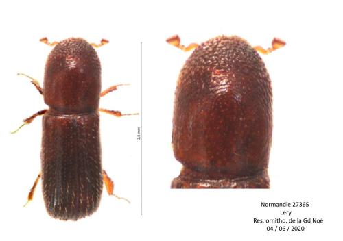 Xyleborus dryographus